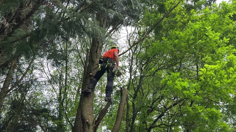 Best Hedge Trimming  in Hanover, PA