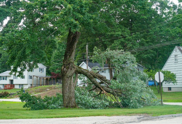  Hanover, PA Tree Services Pros