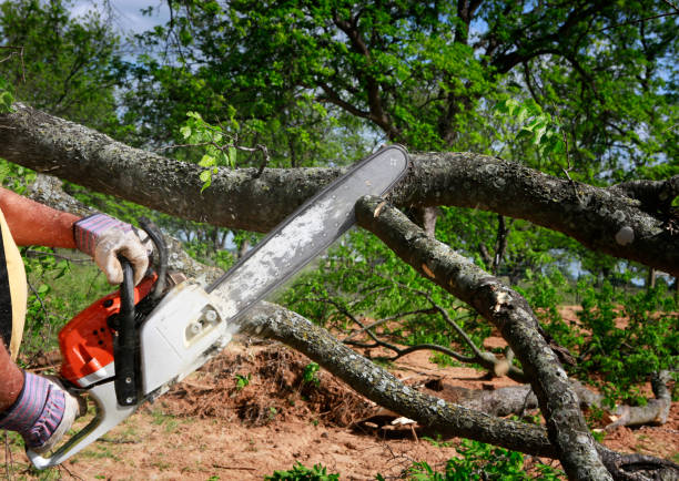 How Our Tree Care Process Works  in Hanover, PA